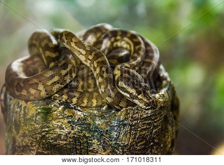 Spotted python sleeping on a big rock