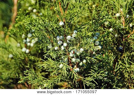 Juniper Plant With Fruit
