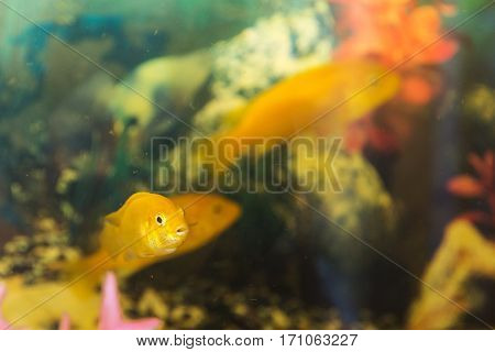 portrait of Labidochromis yellow in aquarium water