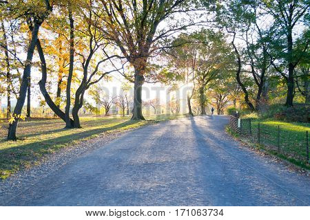 Sunset By At Bridle Path In Central Park
