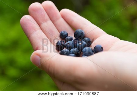 Handful of blueberries in the palm of your hand