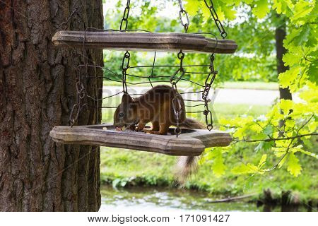 squirrel sitting in the bird feeder and eating
