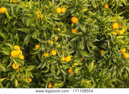 A tangerine plant full with tangerine fruits which is an ornamental plant in Grottammare, Marche, Italy