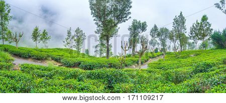 Panorama Of Tea Estate