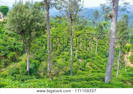 The best way to feel the spirit of Sri Lanka is to visit tea region of the island