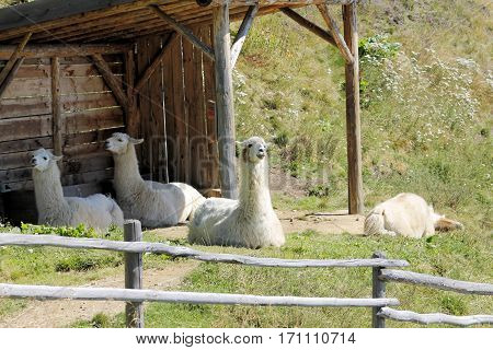 The llama (Lama glama) is a domesticated south american camelid.