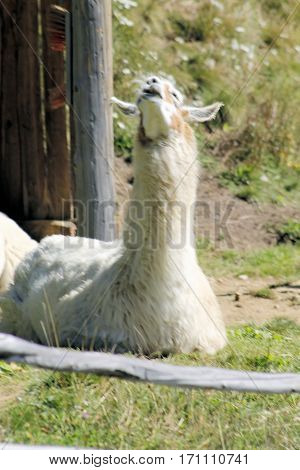 The llama (Lama glama) is a domesticated south american camelid.