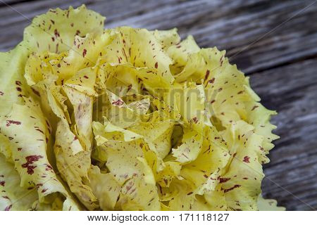 Castelfranco Radicchio Lettuce