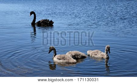 Beautiful black swan family swimming on the lake. The black swan is a large water bird a species of swan which breeds mainly in the southeast and southwest regions of Australia.
