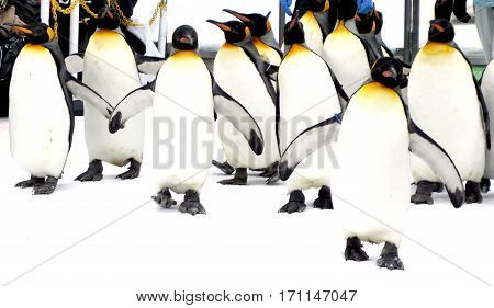 Walking Penquin Parade Animal On Snow Winter