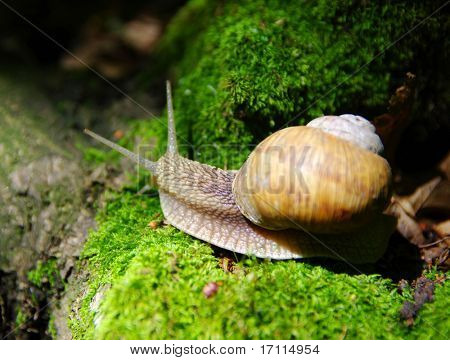 หอยทากเลื้อยในป่า