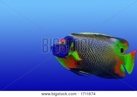 Psycoemperorfish
