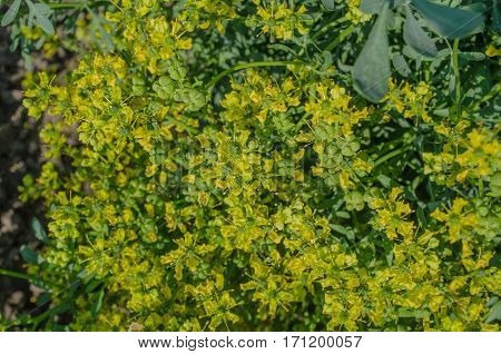 Blooming ruta graveolens in garden. Common rue plant