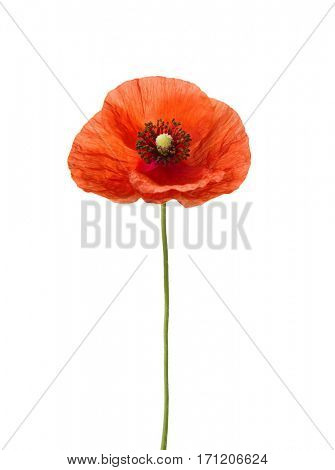 Red poppy isolated on white.