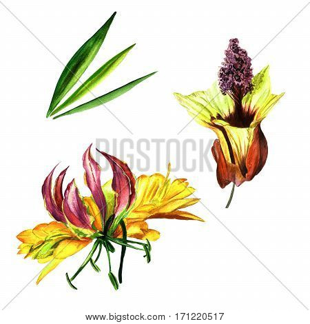 Tropical Hawaii leaves and flowers in a watercolor style isolated. Aquarelle wild flower for background, texture, wrapper pattern, frame or border.