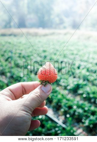 i show fresh strawberry in my hand at original farm