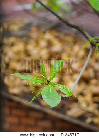Young Terminalia catappa tree branch with blurry yellow leaf on roof