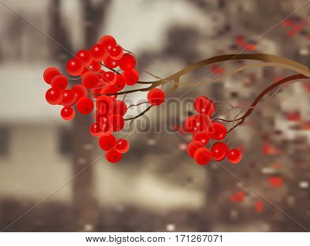 An illustration of a branch with red rowanberries