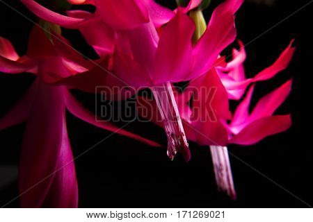 Deep focus of red zygocactus flowers and leaves isolated on a black background