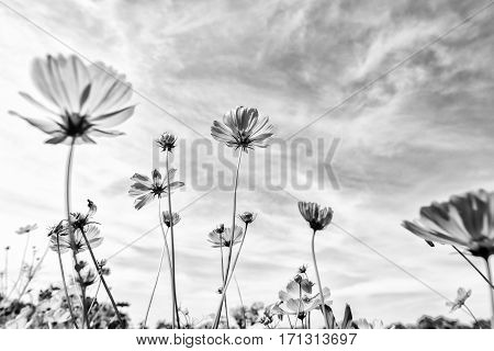 Black and white fine art of the cosmos flower