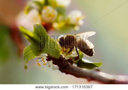 Bee harvest the pollen on the blossom branch of the cherry tree
