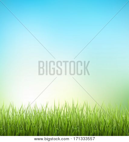 Green grass lawn with sunrise on blue sky. Floral nature spring background