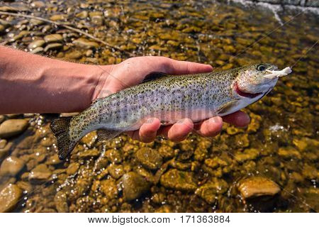 Trout fishing on the mountain river, very beautiful nature.