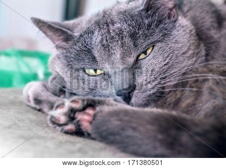 Adult grey cat with yellow eyes half asleep