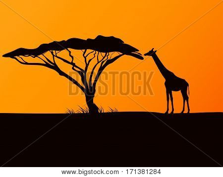 Vector illustration of black silhouette of a giraffe and acacia tree on background sunset.
