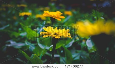 Closeup of Beautiful Flowers Collection outdoor in holidays