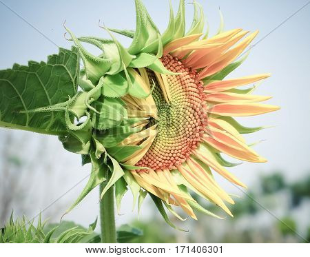 Closeup of Beautiful Flowers Collection outdoor in holidays