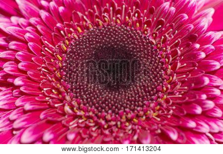 Beautiful pink gerbera close up in garden