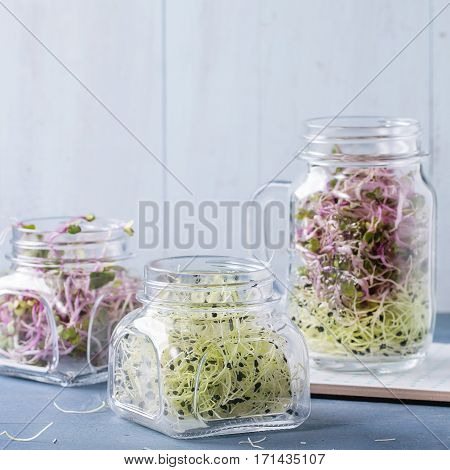 Fresh  Sprouts In Mason Jar