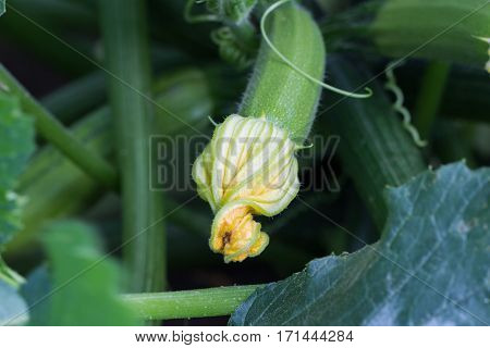 flowering zucchini in the vegetable garden. Farmers food.