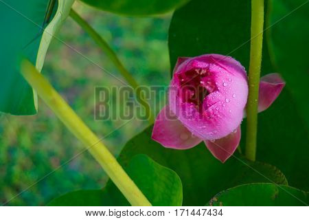 Pink Lotus flower has a condensation with leaves.