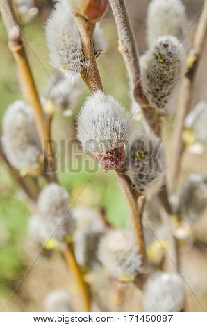 Beautiful fluffy sprig of  blossomed willow. Fresh willow flowers branch