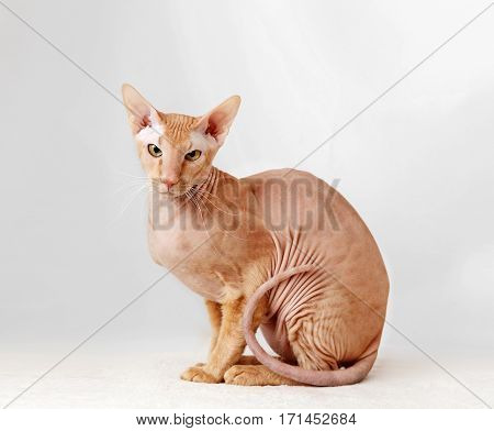 Peterbald cat Oriental Shorthair against the white curtains