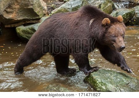 Kamchatka brown bear (Ursus arctos beringianus), also known as the Far Eastern brown bear.