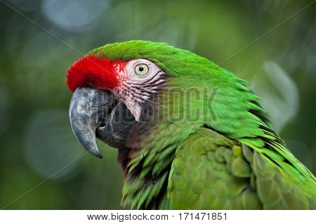Green military macaw (Ara militaris).