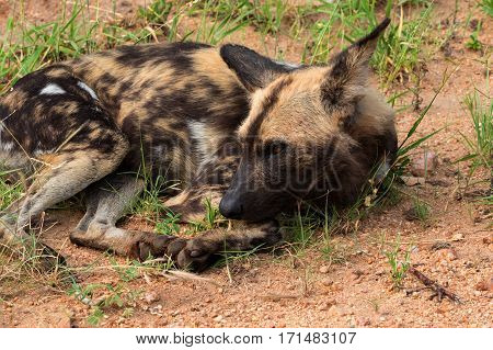 African wild dog or african painted dog Kruger National Park South Africa