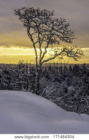 Oak tree on a snowy hill at sunrise Victoria British Columbia Canada