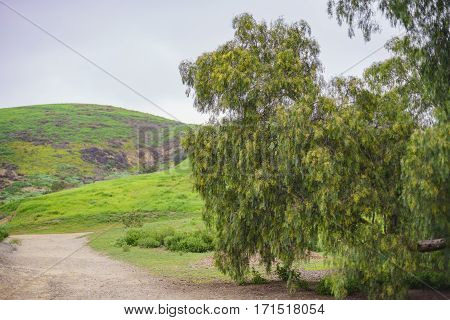 Beautiful Nature Landscape On Ascot Hills Park