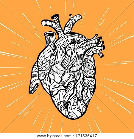 Hand drawing sketch anatomical heart. Doodle zentangle vector illustration.