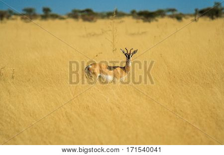 Antelope in a Africa Savannah  standing and staring