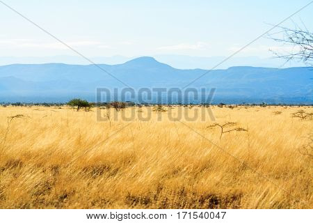 A view of African Savannah blue sky and yellow field