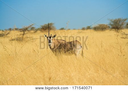 Antelope in a Africa Savannah standing and staring