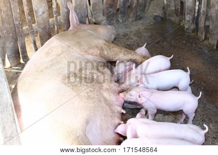 Pork eating several small white milk farms in the country.