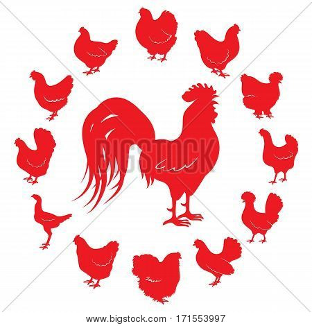 Silhouettes of rooster and chickens of different breeds isolated on a white background.