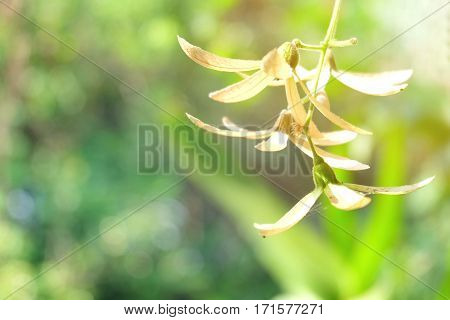 Petrea Flowers on the bright background.(Volubilis Petrea)