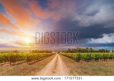 White wine with barrel on vineyard in Chianti, Tuscany, Italy.
